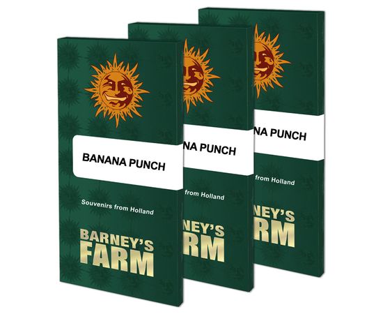 BARNEY FARM Banana Punch 10sem